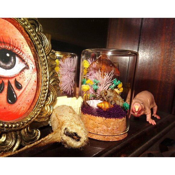 Orange Tipped Oakworm Moth Cicada Skin Dried Flowers Oddity Jar taxidermy witchy - Picture 4 of 12